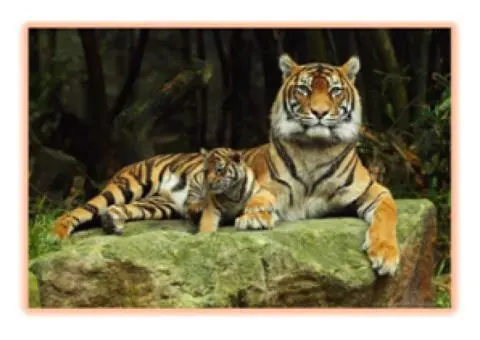 Why Choose India Cultural and Safari Tours from Perth?