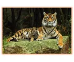 Why Choose India Cultural and Safari Tours from Perth?