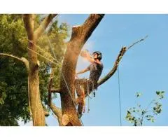 Tree Removal Eastern Suburbs Sydney