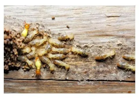 Termite Control Melbourne | Orbit Pest Control