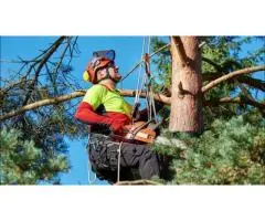 Professional Residential Tree Cutting Service – Safe, Affordable & Local Experts