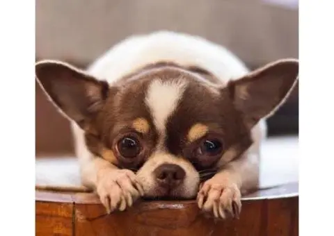 Most Trustworthy Dog Groomers in Gold Coast for Happy, Healthy Pets