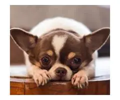 Most Trustworthy Dog Groomers in Gold Coast for Happy, Healthy Pets