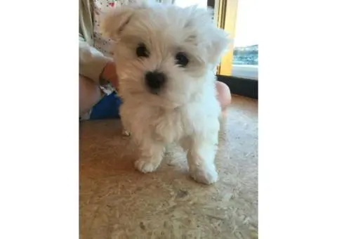Sweet Maltese in Gold Coast for Happy, Healthy Pets in Gold Coast, Queensland