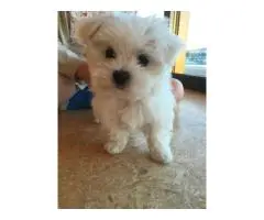 Sweet Maltese in Gold Coast for Happy, Healthy Pets in Gold Coast, Queensland