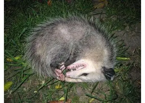 Fast Dead Animal Removal in Reservoir - True Pest Control