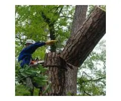 Expert Tree Removal in Melbourne – Safe, Fast & Affordable