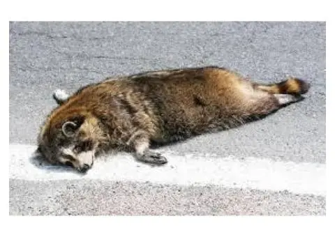 Quick Dead Animal Removal in Brighton - True Pest Control