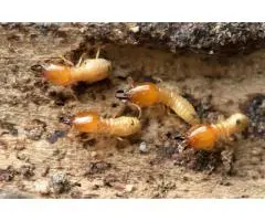 Reliable Termite Barrier Service for Long-Lasting Home Protection