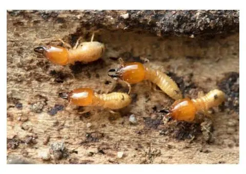 Termite Inspection Gold Coast – Protect Your Home Today!