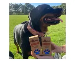 Compost at Home? Meet Your Match with home compostable dog poop bags