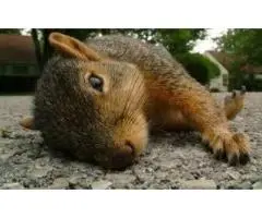 Fast Possum Removal Services in Berwick - True Pest Control