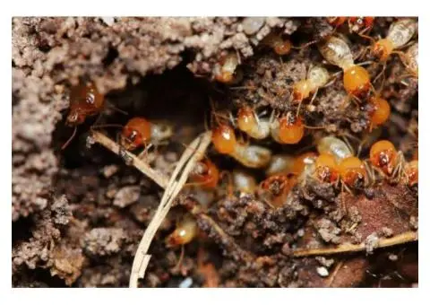 Cheap Termite Inspection in Brisbane | Tom's Pest Control Brisbane
