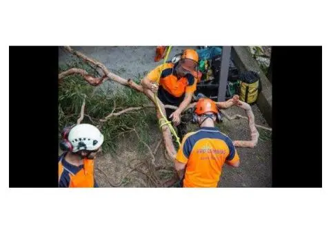 Expert Tree Removal Services in Sydney