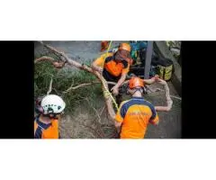 Expert Tree Removal Services in Sydney