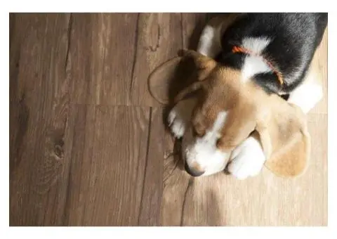 Timber flooring sydney