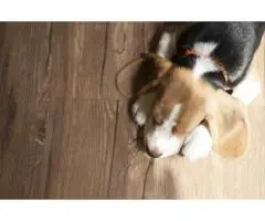 Timber flooring sydney