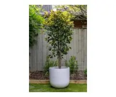 Create a Serene Space with Premium Artificial Bamboo Plants