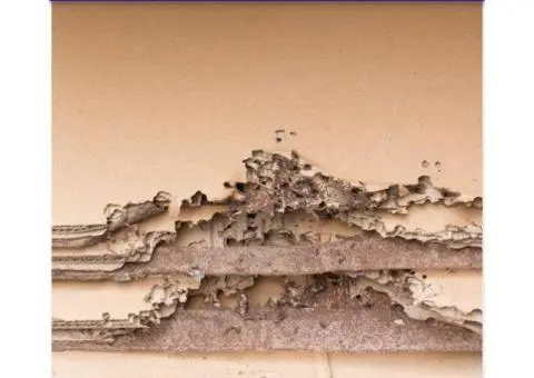 Termite Treatment Sydney