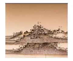Termite Treatment Sydney