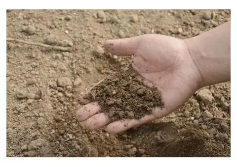 Strengthen Your Garden Naturally with Organic Seaweed Fertiliser