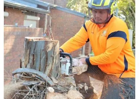 Sydney tree reports: Get your approval fast