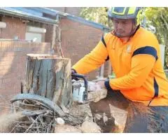 Sydney tree reports: Get your approval fast