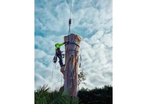 Professional Tree Trimming and Tree Removal – Quality Service Guaranteed