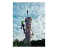 Professional Tree Trimming and Tree Removal – Quality Service Guaranteed