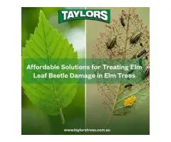 Affordable Solutions for Treating Elm Leaf Beetle Damage in Elm Trees