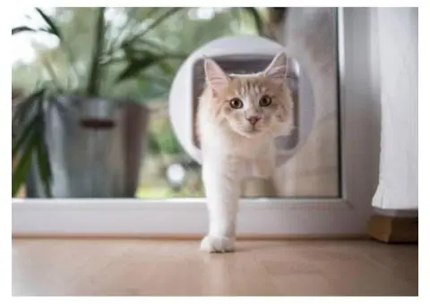 Freedom For Pets With Pet Doors In Glass In Perth - 1/3