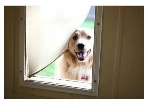 Freedom For Pets With Pet Doors In Glass In Perth - 2/3