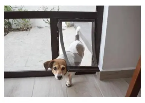 Freedom For Pets With Pet Doors In Glass In Perth - 3/3