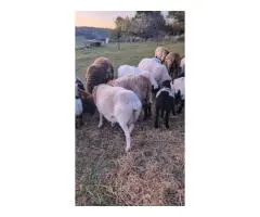 Painted sheep flock reduction