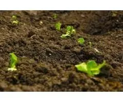 Discover a Safer, Greener Way to Feed Your Lawn Naturally