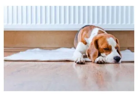 Sydney flooring chatswood