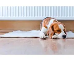 Sydney flooring chatswood