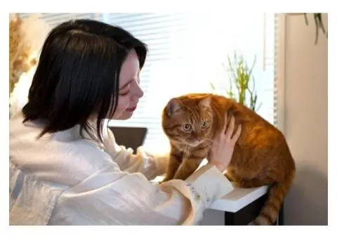 Discover the Best Cat Boarding Has to Offer!