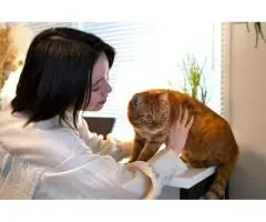 Discover the Best Cat Boarding Has to Offer!