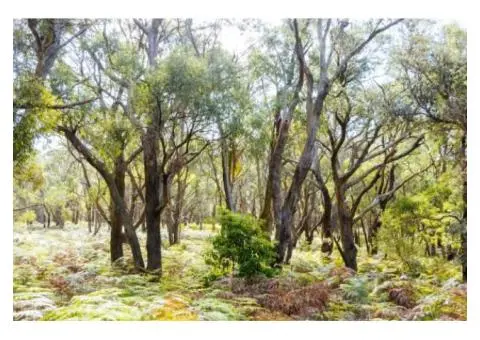 Emergency & Routine Tree Care by Arborists Mornington Peninsula