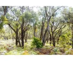 Emergency & Routine Tree Care by Arborists Mornington Peninsula