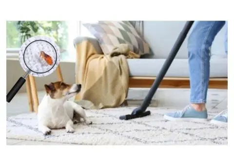 Reliable Carpet Cleaners in Earlwood You Can Trust