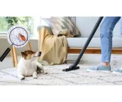 Reliable Carpet Cleaners in Earlwood You Can Trust