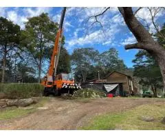 Expert Tree Removals in Wollongong - Trusted Arborists at Your Service!
