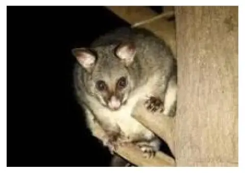 Professional Possum Removal Services in Ascot Vale - True Pest Control