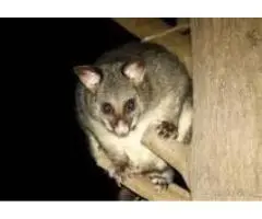 Professional Possum Removal Services in Ascot Vale - True Pest Control