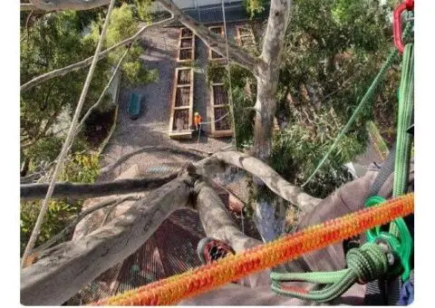 Professional Arborist Services – Expert Tree Care & Removal Guaranteed