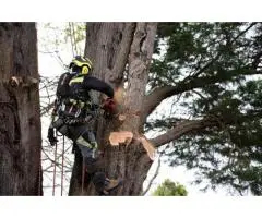 Reliable Tree Lopping Specialists in Gold Coast - Tree Essence