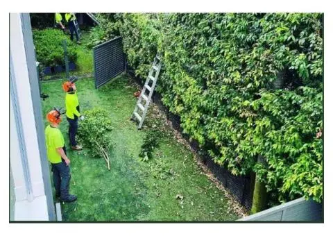 Tree Removal Mosman