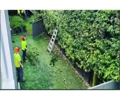 Tree Removal Mosman